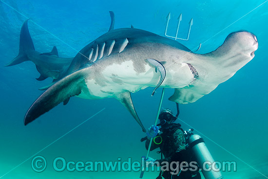 Great Hammerhead Shark photo Great Hammerhead Shark photo