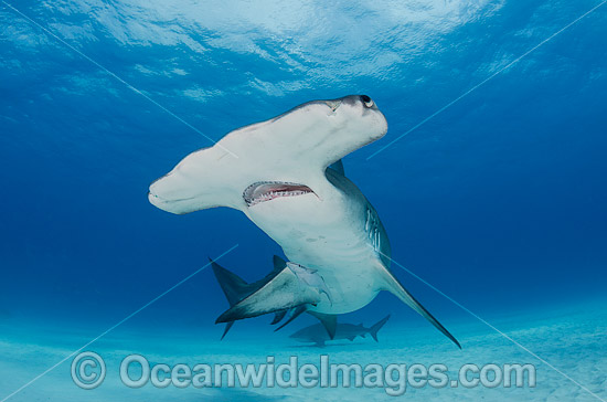 Great Hammerhead Shark (Sphyrna mokarran). Photo taken off South Bimini Island, Bahamas, Caribbean Sea. Photo - Andy Murch Great Hammerhead Shark (Sphyrna mokarran). Photo taken off South Bimini Island, Bahamas, Caribbean Sea. Photo - Andy Murch