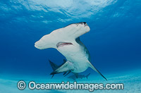 Great Hammerhead Shark Bahamas Photo - Andy Murch