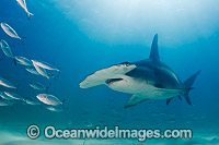 Great Hammerhead Shark Photo - Andy Murch