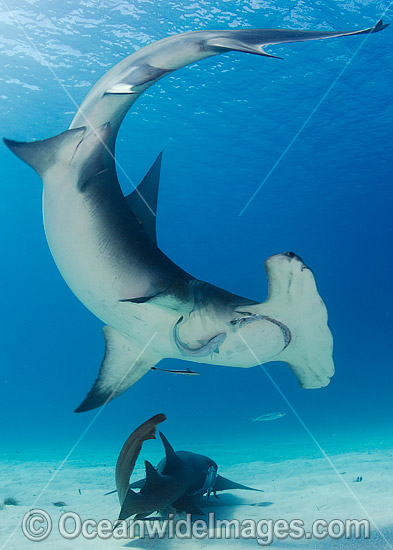 Great Hammerhead Shark (Sphyrna mokarran). Photo taken off South Bimini Island, Bahamas, Caribbean Sea. Photo - Andy Murch Great Hammerhead Shark (Sphyrna mokarran). Photo taken off South Bimini Island, Bahamas, Caribbean Sea. Photo - Andy Murch