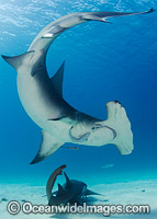 Great Hammerhead Shark Bahamas Photo - Andy Murch