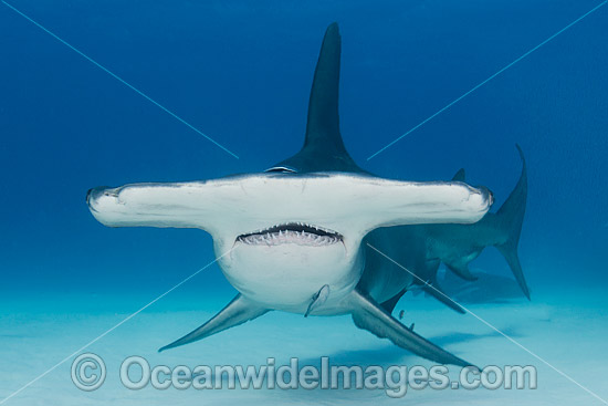 Great Hammerhead Shark (Sphyrna mokarran). Photo taken off South Bimini Island, Bahamas, Caribbean Sea. Photo - Andy Murch Great Hammerhead Shark (Sphyrna mokarran). Photo taken off South Bimini Island, Bahamas, Caribbean Sea. Photo - Andy Murch