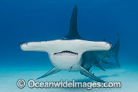 Great Hammerhead Shark Caribbean Sea Photo - Andy Murch
