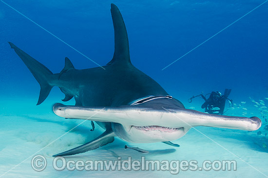 Great Hammerhead Shark (Sphyrna mokarran). Photo taken off South Bimini Island, Bahamas, Caribbean Sea. Photo - Andy Murch Great Hammerhead Shark (Sphyrna mokarran). Photo taken off South Bimini Island, Bahamas, Caribbean Sea. Photo - Andy Murch