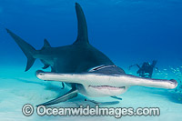 Great Hammerhead Shark Bahamas Photo - Andy Murch