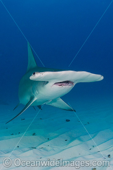 Great Hammerhead Shark photo