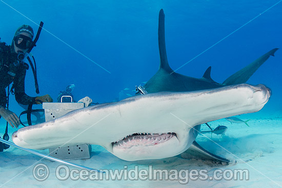 Great Hammerhead Shark Bahamas photo