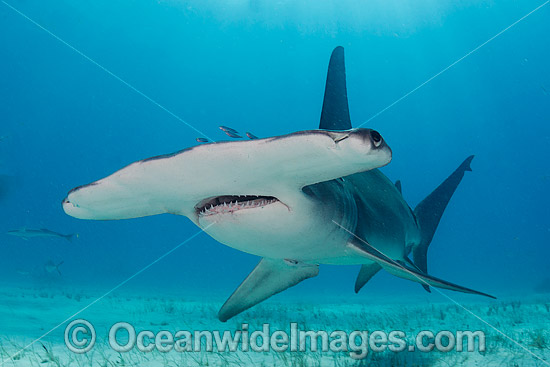 Great Hammerhead Shark (Sphyrna mokarran). Photo taken off South Bimini Island, Bahamas, Caribbean Sea. Photo - Andy Murch Great Hammerhead Shark (Sphyrna mokarran). Photo taken off South Bimini Island, Bahamas, Caribbean Sea. Photo - Andy Murch