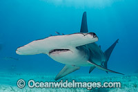 Great Hammerhead Shark Caribbean Sea Photo - Andy Murch