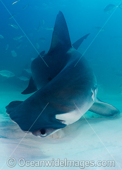 Great Hammerhead Shark (Sphyrna mokarran). Photo taken off South Bimini Island, Bahamas, Caribbean Sea. Photo - Andy Murch Great Hammerhead Shark (Sphyrna mokarran). Photo taken off South Bimini Island, Bahamas, Caribbean Sea. Photo - Andy Murch