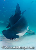 Great Hammerhead Shark Bahamas Photo - Andy Murch