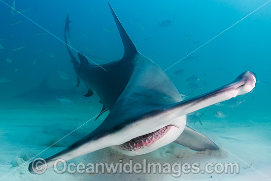 Great Hammerhead Shark (Sphyrna mokarran). Photo taken off South Bimini Island, Bahamas, Caribbean Sea. Photo - Andy Murch Great Hammerhead Shark (Sphyrna mokarran). Photo taken off South Bimini Island, Bahamas, Caribbean Sea. Photo - Andy Murch
