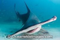 Great Hammerhead Shark Photo - Andy Murch