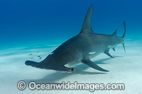 Great Hammerhead Shark Bahamas Photo - Andy Murch