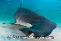 Great Hammerhead Shark Caribbean Sea Photo - Andy Murch