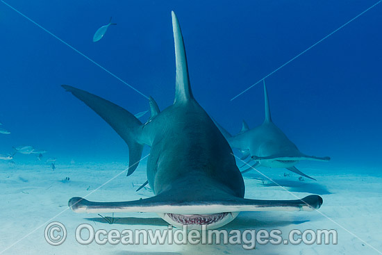 Great Hammerhead Shark (Sphyrna mokarran). Photo taken off South Bimini Island, Bahamas, Caribbean Sea. Photo - Andy Murch Great Hammerhead Shark (Sphyrna mokarran). Photo taken off South Bimini Island, Bahamas, Caribbean Sea. Photo - Andy Murch