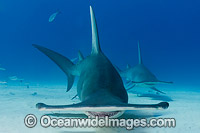 Great Hammerhead Shark Bahamas Photo - Andy Murch