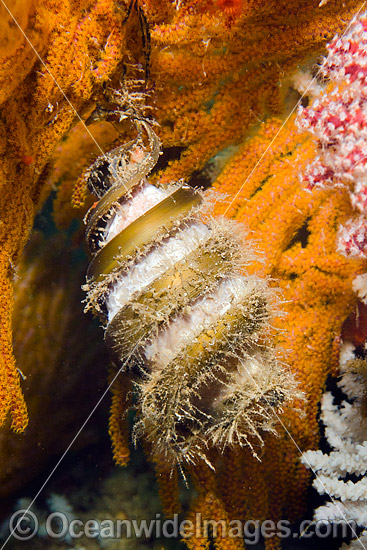 Mexican Horn Shark Egg Case photo