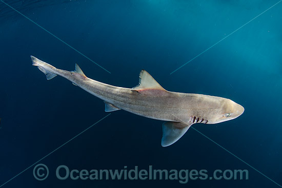 Brown Smooth-Hound Shark photo