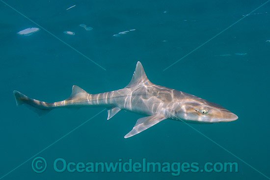 Grey Smoothhound Shark photo