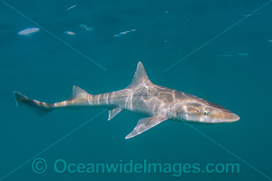 Grey Smoothhound Shark (Mustelus californicus). Found on the continental shelves of the subtropical eastern Pacific, from northern California to the Gulf of California. Photo taken at San Felipe, Sea of Cortez, Baja, Mexico. Eastern Pacific. Photo - Andy Murch Grey Smoothhound Shark (Mustelus californicus). Found on the continental shelves of the subtropical eastern Pacific, from northern California to the Gulf of California. Photo taken at San Felipe, Sea of Cortez, Baja, Mexico. Eastern Pacific. Photo - Andy Murch