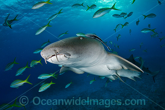 Nurse Shark (Ginglymostoma cirratum). Photo taken at Fish Tales, Grand Bahama Bank, Bahamas, Caribbean Sea. Photo - Andy Murch Nurse Shark (Ginglymostoma cirratum). Photo taken at Fish Tales, Grand Bahama Bank, Bahamas, Caribbean Sea. Photo - Andy Murch