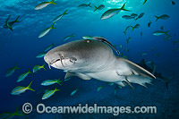 Nurse Shark Bahamas Photo - Andy Murch