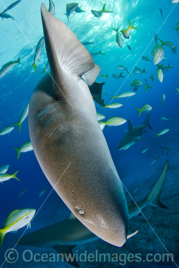 Nurse Shark (Ginglymostoma cirratum). Photo taken at Fish Tales, Grand Bahama Bank, Bahamas, Caribbean Sea. Photo - Andy Murch