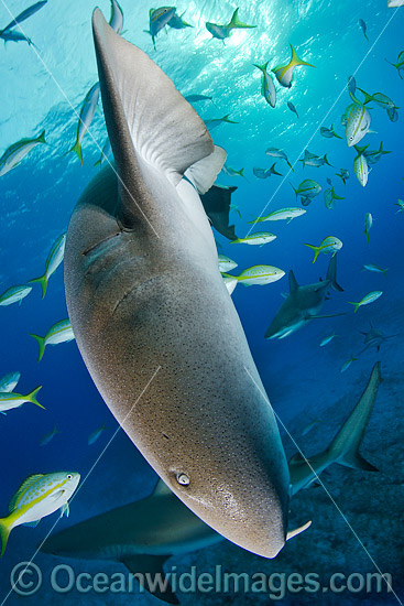 Nurse Shark (Ginglymostoma cirratum). Photo taken at Fish Tales, Grand Bahama Bank, Bahamas, Caribbean Sea. Photo - Andy Murch Nurse Shark (Ginglymostoma cirratum). Photo taken at Fish Tales, Grand Bahama Bank, Bahamas, Caribbean Sea. Photo - Andy Murch