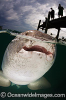 Nurse Shark hunting Photo - Andy Murch