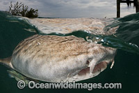 Nurse Shark hunting for scraps Photo - Andy Murch
