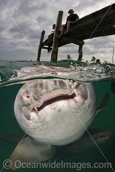 Nurse Shark (Ginglymostoma cirratum), hunting for scraps in the river mouth at Hawks Nest Resort and Marina, Cat Island, Bahamas, Caribbean Sea. Photo - Andy Murch Nurse Shark (Ginglymostoma cirratum), hunting for scraps in the river mouth at Hawks Nest Resort and Marina, Cat Island, Bahamas, Caribbean Sea. Photo - Andy Murch