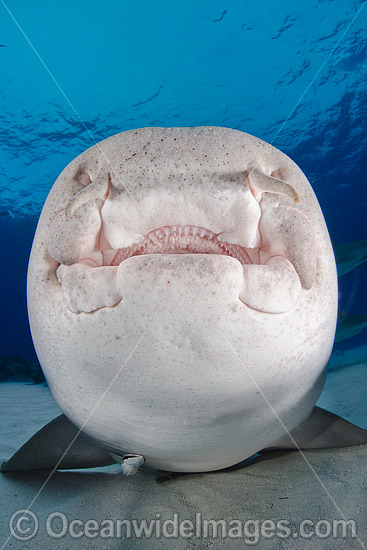 Nurse Shark (Ginglymostoma cirratum). Photo taken at Fish Tales, Grand Bahama Bank, Bahamas, Caribbean Sea. Photo - Andy Murch
