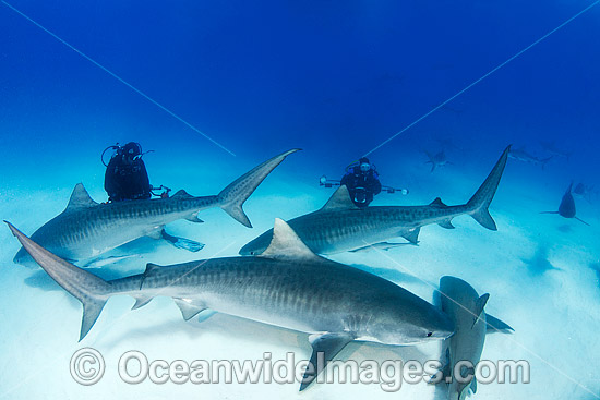 Tiger Sharks Caribbean photo Tiger Sharks Caribbean photo