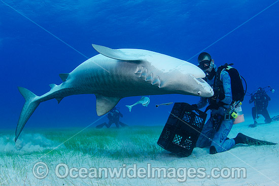 Diver with Tiger Shark photo Diver with Tiger Shark photo