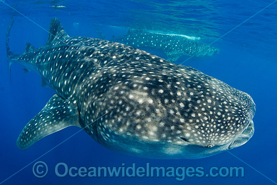 Whale Sharks (Rhincodon typus), feeding in plankton rich water off Isla Mujeres, Caribbean Sea. Found throughout the world in all tropical and warm-temperate seas. Classified Vulnerable on the IUCN Red List. Photo - Andy Murch