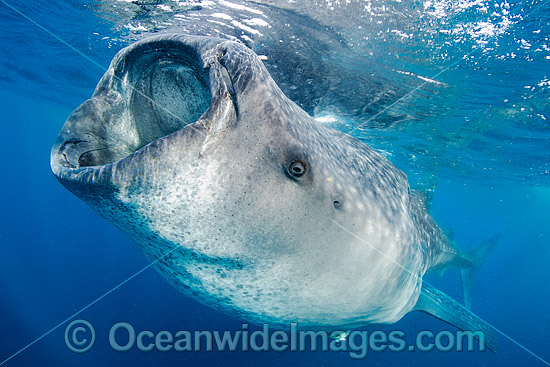 Whale Shark Caribbean photo