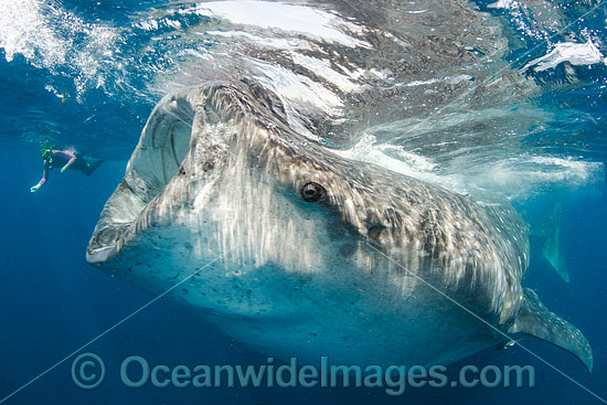 Diver observing a Whale Shark (Rhincodon typus), feeding in plankton rich water off Isla Mujeres, Caribbean Sea. Found throughout the world in all tropical and warm-temperate seas. Classified Vulnerable on the IUCN Red List. Photo - Andy Murch