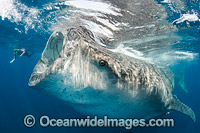 Diver observing Whale Shark Photo - Andy Murch