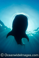 Whale Shark Caribbean Photo - Andy Murch