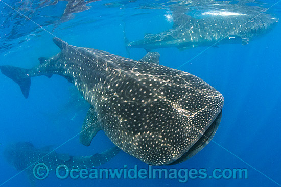 Whale Sharks (Rhincodon typus), feeding in plankton rich water off Isla Mujeres, Caribbean Sea. Found throughout the world in all tropical and warm-temperate seas. Classified Vulnerable on the IUCN Red List. Photo - Andy Murch