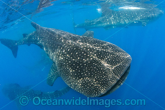 Whale Shark Caribbean photo Whale Shark Caribbean photo