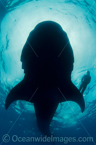 Diver and Whale Shark photo