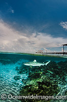 Blacktip Reef Shark Polynesia Photo - Andy Murch