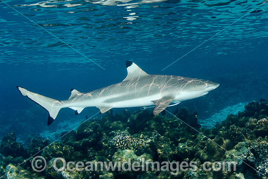 baby black tip reef shark