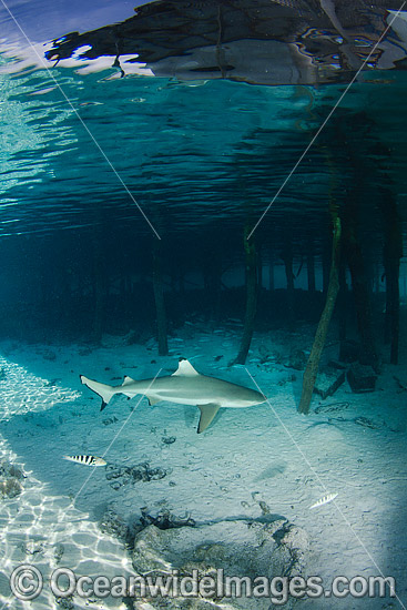 Blacktip Reef Shark (Carcharhinus melanopterus). Also known as Blacktip Shark and Guliman. Found in tropical waters throughout the Indo-West and Central Pacific. Photo taken at Tumakohua Pass, Fakarava Atoll, French Polynesia, South Pacific Ocean. Photo - Andy Murch Blacktip Reef Shark (Carcharhinus melanopterus). Also known as Blacktip Shark and Guliman. Found in tropical waters throughout the Indo-West and Central Pacific. Photo taken at Tumakohua Pass, Fakarava Atoll, French Polynesia, South Pacific Ocean. Photo - Andy Murch