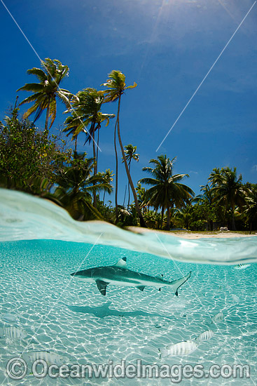 Blacktip Reef Shark Polynesia photo