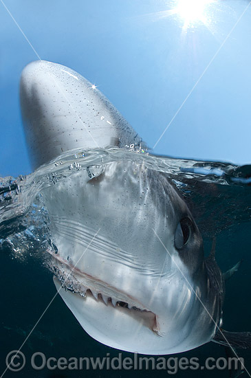 Blue Shark (Prionace glauca). Also known as Blue Whaler and Great Blue Shark. This oceanic Shark is found in tropical and temperate seas worldwide. Photo taken Rhode Island, New England, USA, North Atlantic Ocean. Photo - Andy Murch Blue Shark (Prionace glauca). Also known as Blue Whaler and Great Blue Shark. This oceanic Shark is found in tropical and temperate seas worldwide. Photo taken Rhode Island, New England, USA, North Atlantic Ocean. Photo - Andy Murch