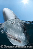 Blue Shark Rhoade Island Photo - Andy Murch